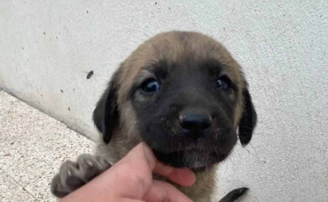 توله سگ ۱۰ روزه گمشده|حیوانات|زنجان, |دیوار