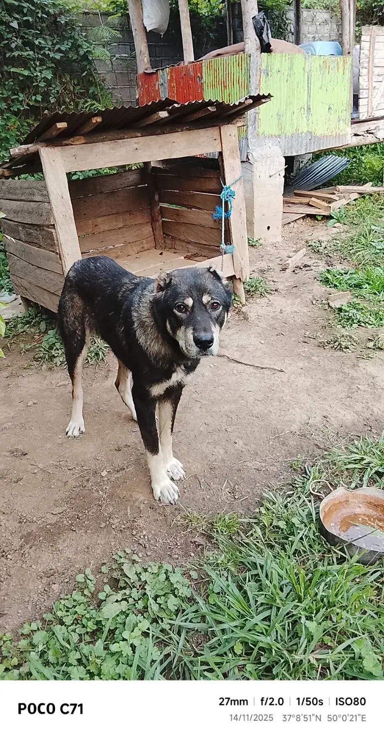 فروش سگ|سگ|لاهیجان, آهندان|دیوار