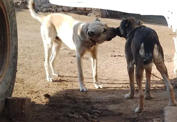 سرابی نر|سگ|نوبران, |دیوار