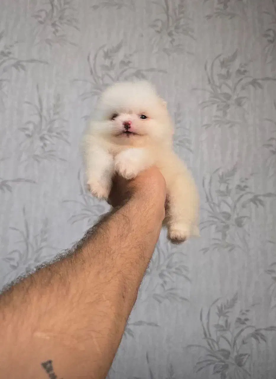 توله پامر و پودل|سگ|شیراز, اصلاحنژاد|دیوار