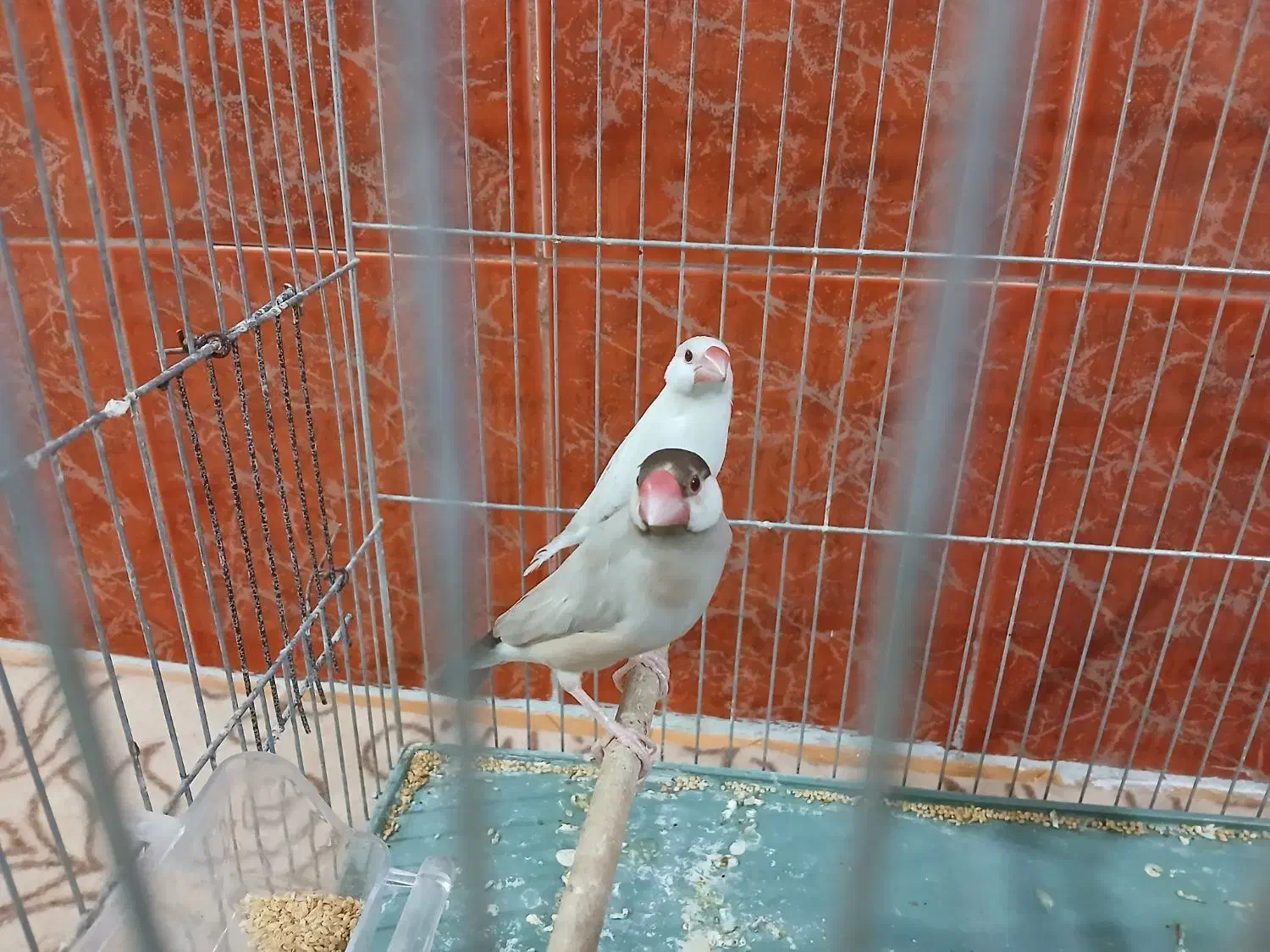 فنچ نرگسی آلبینو و شکلاتی|پرنده|ماهدشت, |دیوار