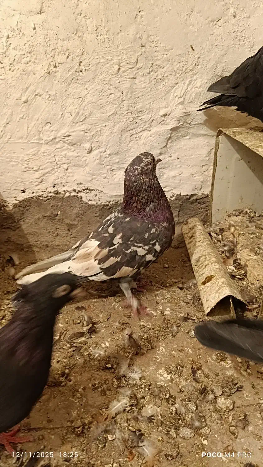 سور نر معاوضه|پرنده|بم, |دیوار