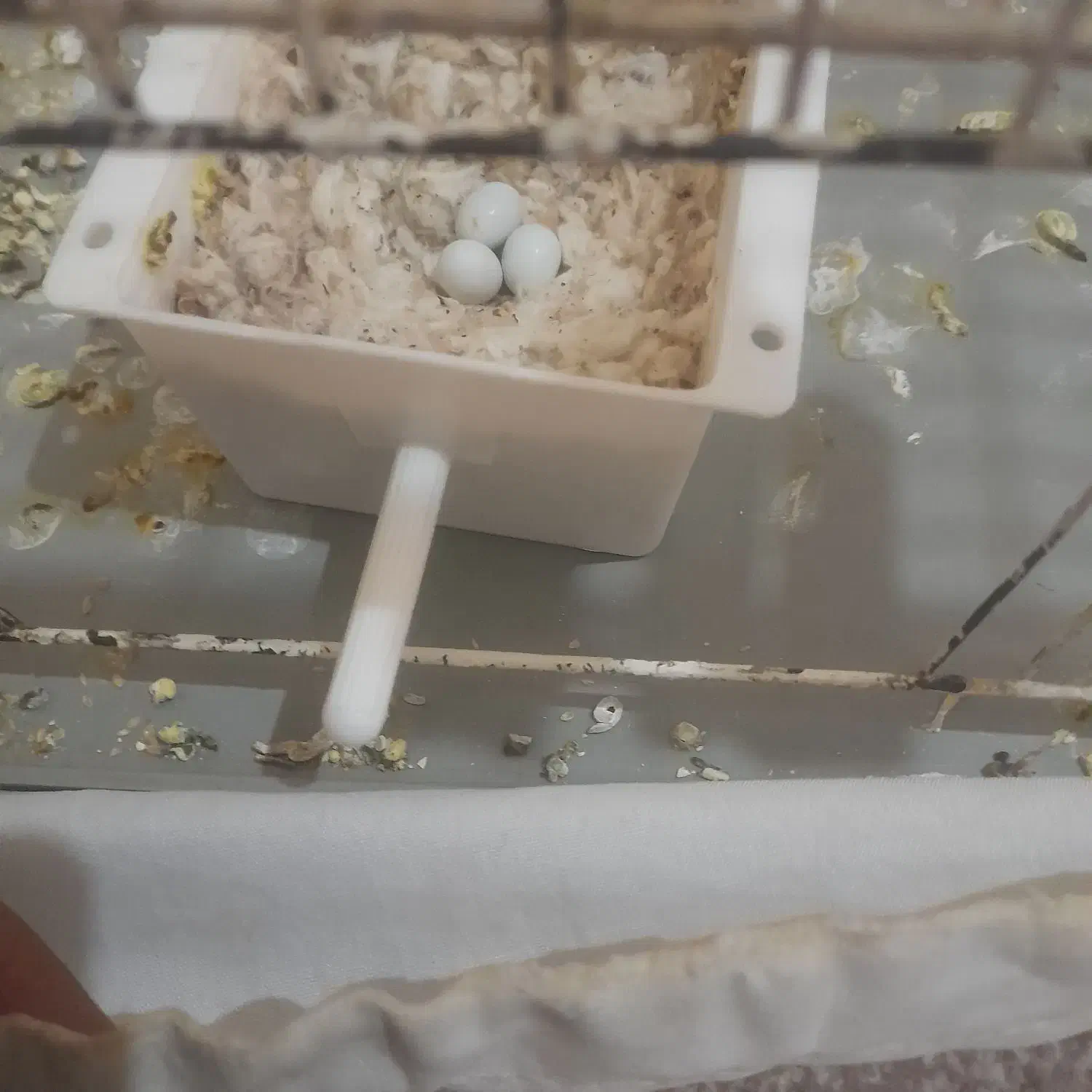 فنچ مولد واقعی با تخم و جوجه|پرنده|خرم‌آباد, |دیوار