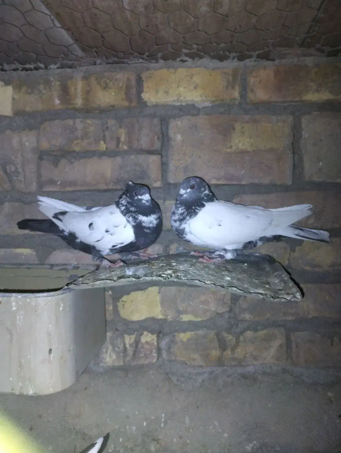 کفتر|پرنده|اردکان, |دیوار