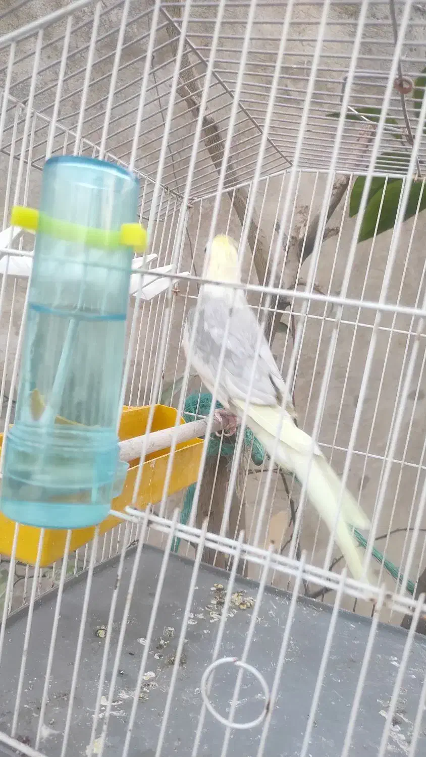 فروشی|پرنده|دهدشت, |دیوار