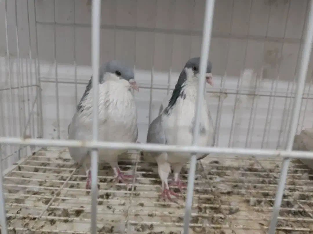 یه جفت بدرنگ|پرنده|قزوین, |دیوار