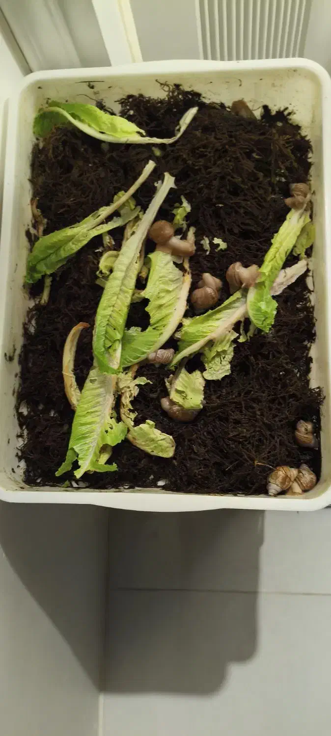 حلزون با باکس مخصوص|خزنده|مشهد, امیریه|دیوار