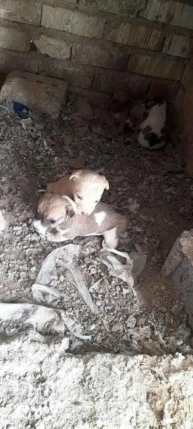 پاکوتاه خشگل|سگ|فیروزه, |دیوار