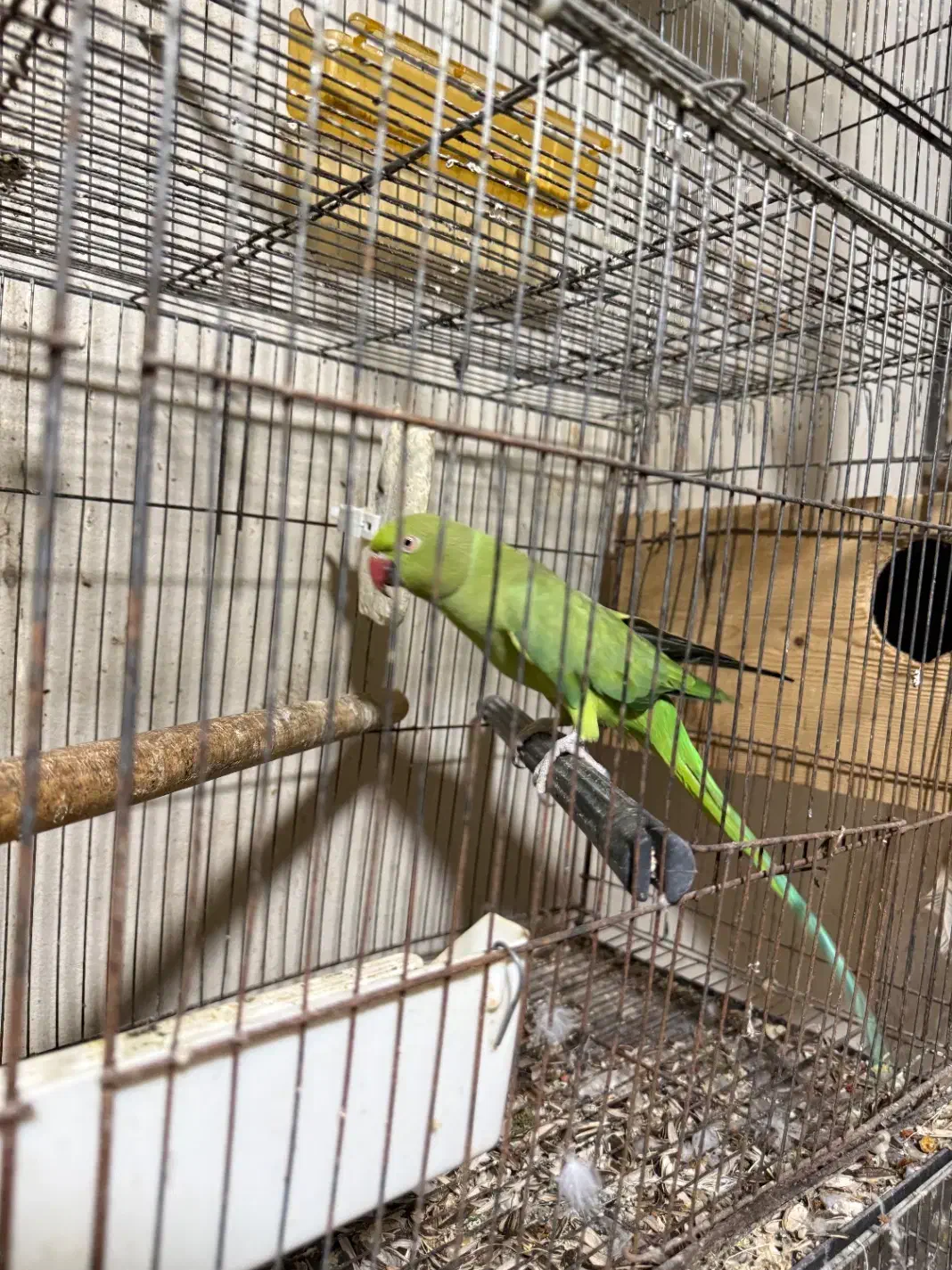 طوطی ملنگو|پرنده|امامزاده عبدالله, |دیوار