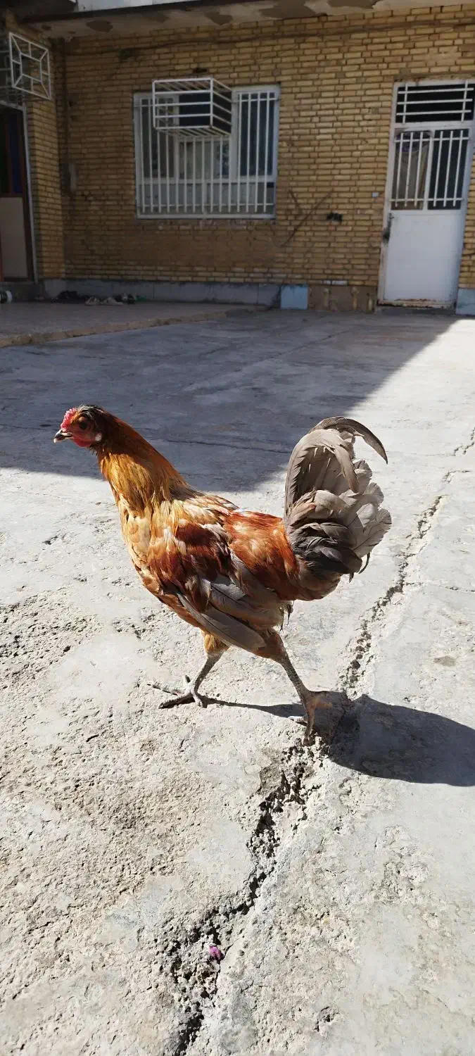 خروس 350|حیوانات مزرعه|امیدیه, |دیوار