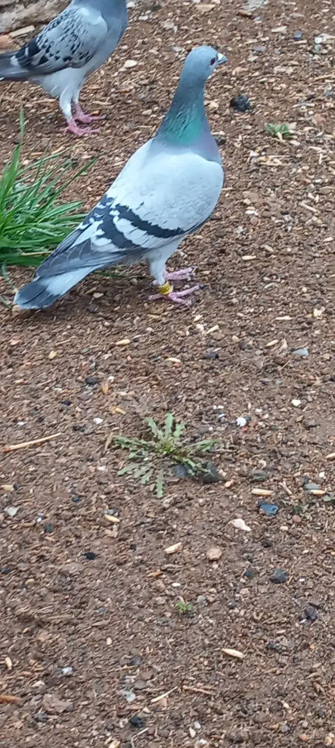 کبوتر پلاکی ماده ثبتی|پرنده|اسلامآباد غرب, |دیوار