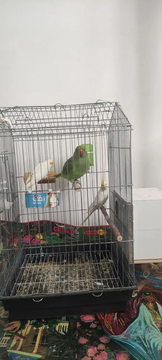 طوطی ملنگووعروس هلندی خوشگل|پرنده|جیرفت, |دیوار