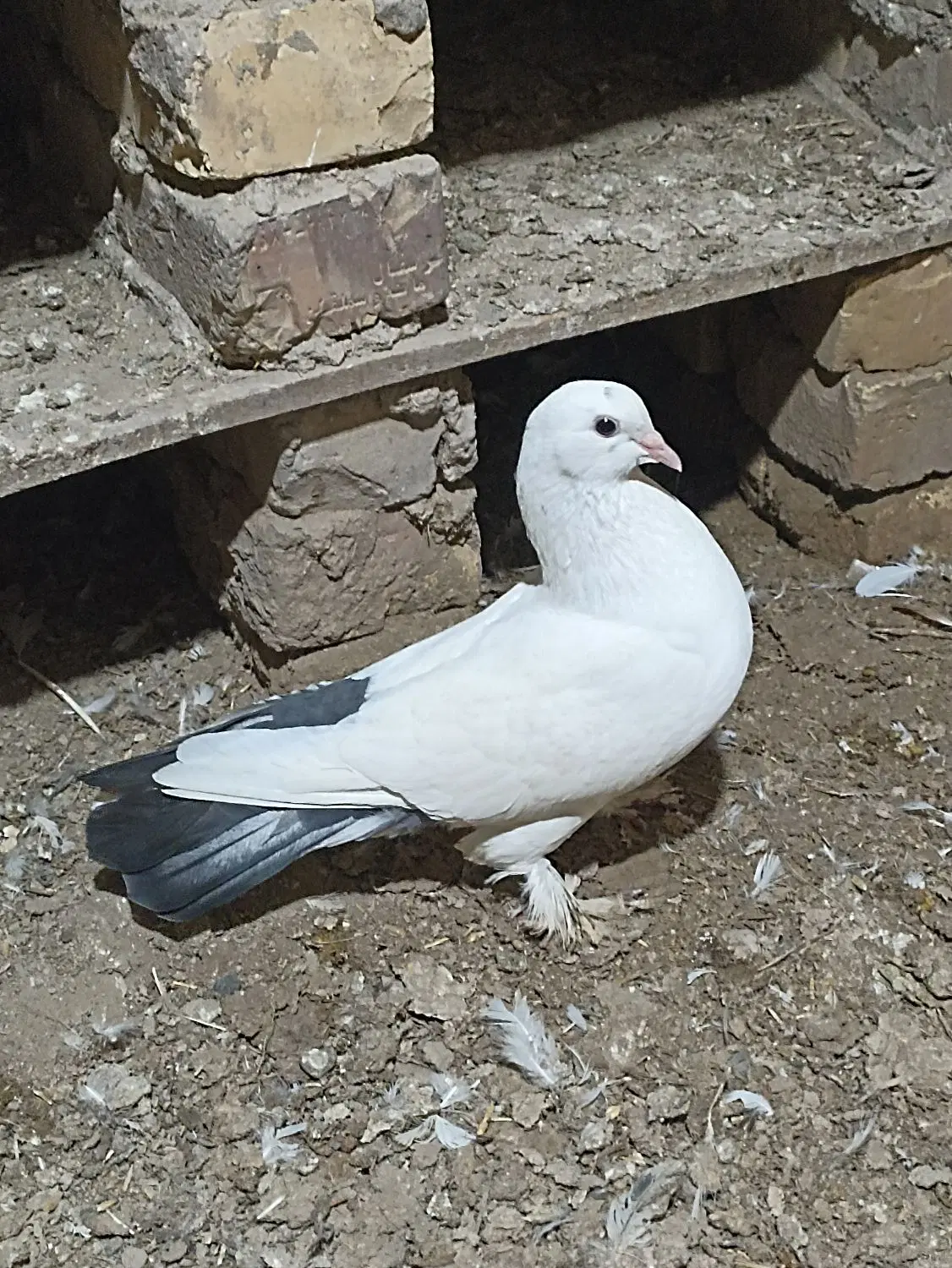 کبوتر|پرنده|آشخانه, |دیوار