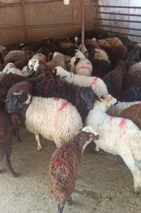 مغان وافشار کم دنبه چربی وگوسفند کم شکم زنده|حیوانات مزرعه|مشهد, نوید|دیوار