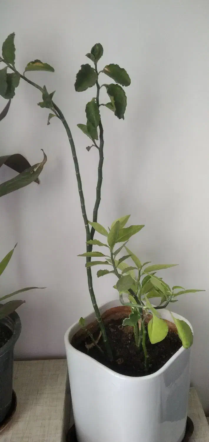 گل های طبیعی|گل و گیاه طبیعی|الشتر, |دیوار