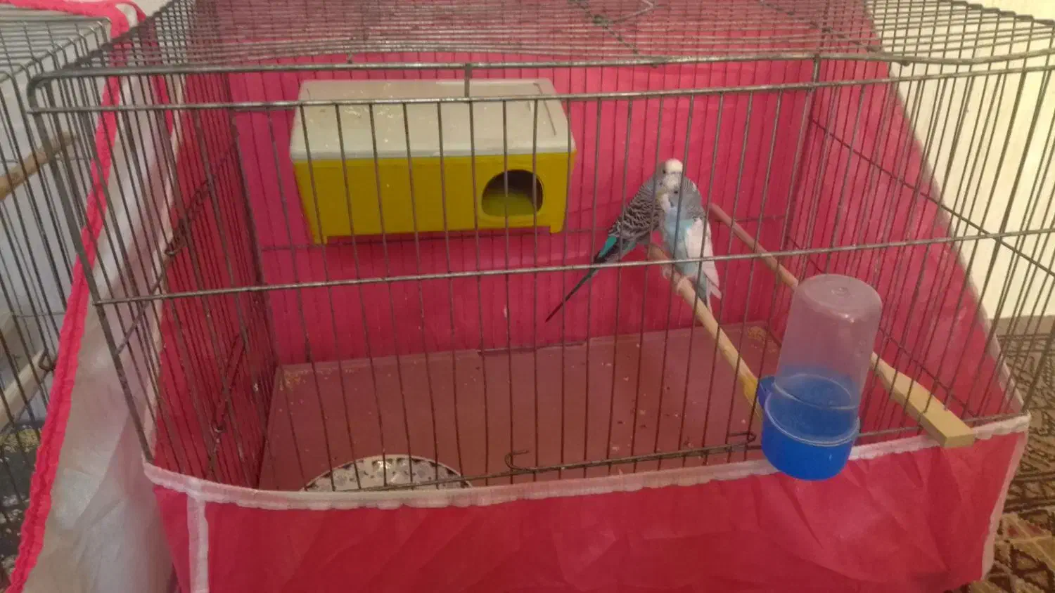 دوعدد مرغ عشق مست باقفس|پرنده|هرسین, |دیوار