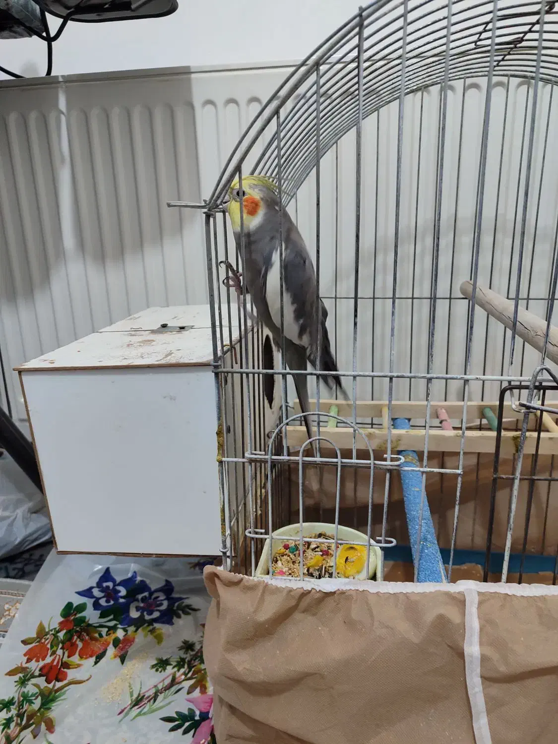 گریچیک دستی سه ماهه، عروس جفت مولد|پرنده|شیروان (خراسان), |دیوار