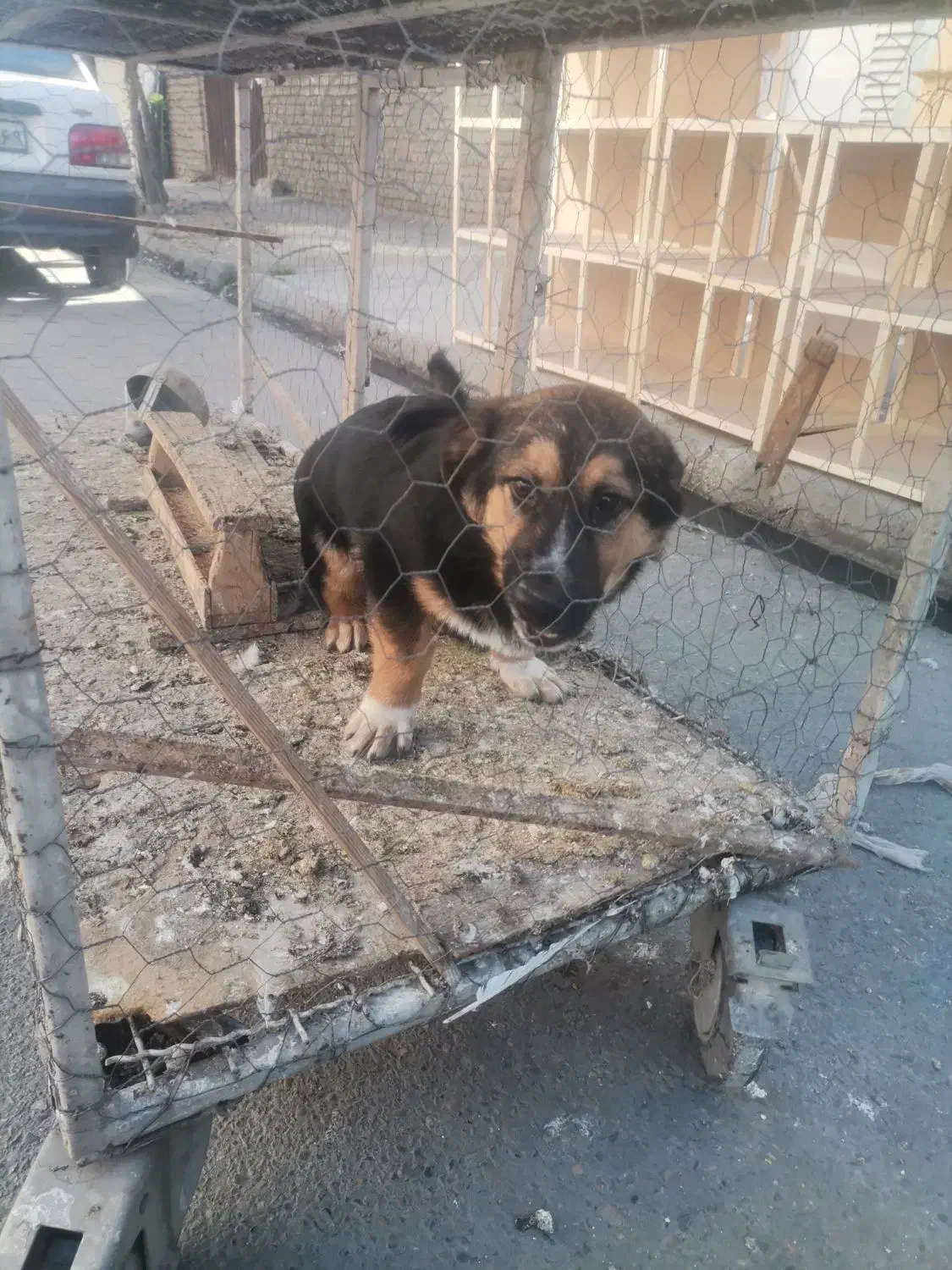 سگ پیدا کردم|حیوانات|گنبد کاووس, |دیوار