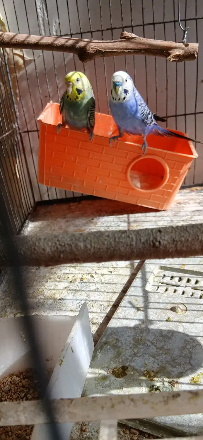 مرغ عشق مولد به شرط جوجه|پرنده|پاکدشت, پاکدشت (مامازند)|دیوار