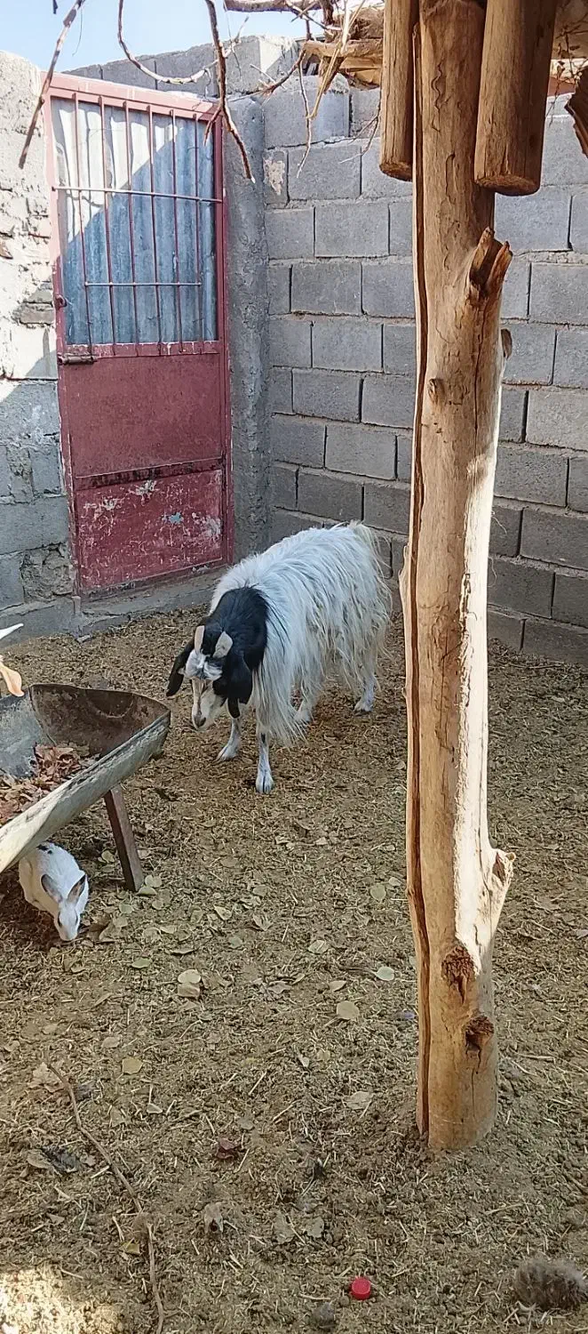 ۲ عددبزابست|حیوانات مزرعه|شاهرود, |دیوار