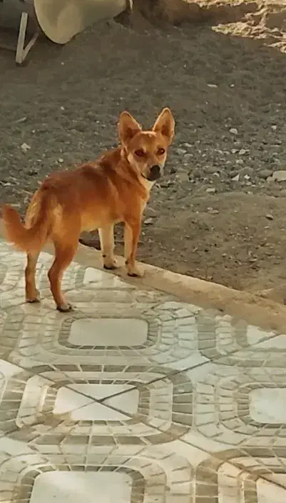 سگ معاوضه|سگ|عنبرآباد, |دیوار