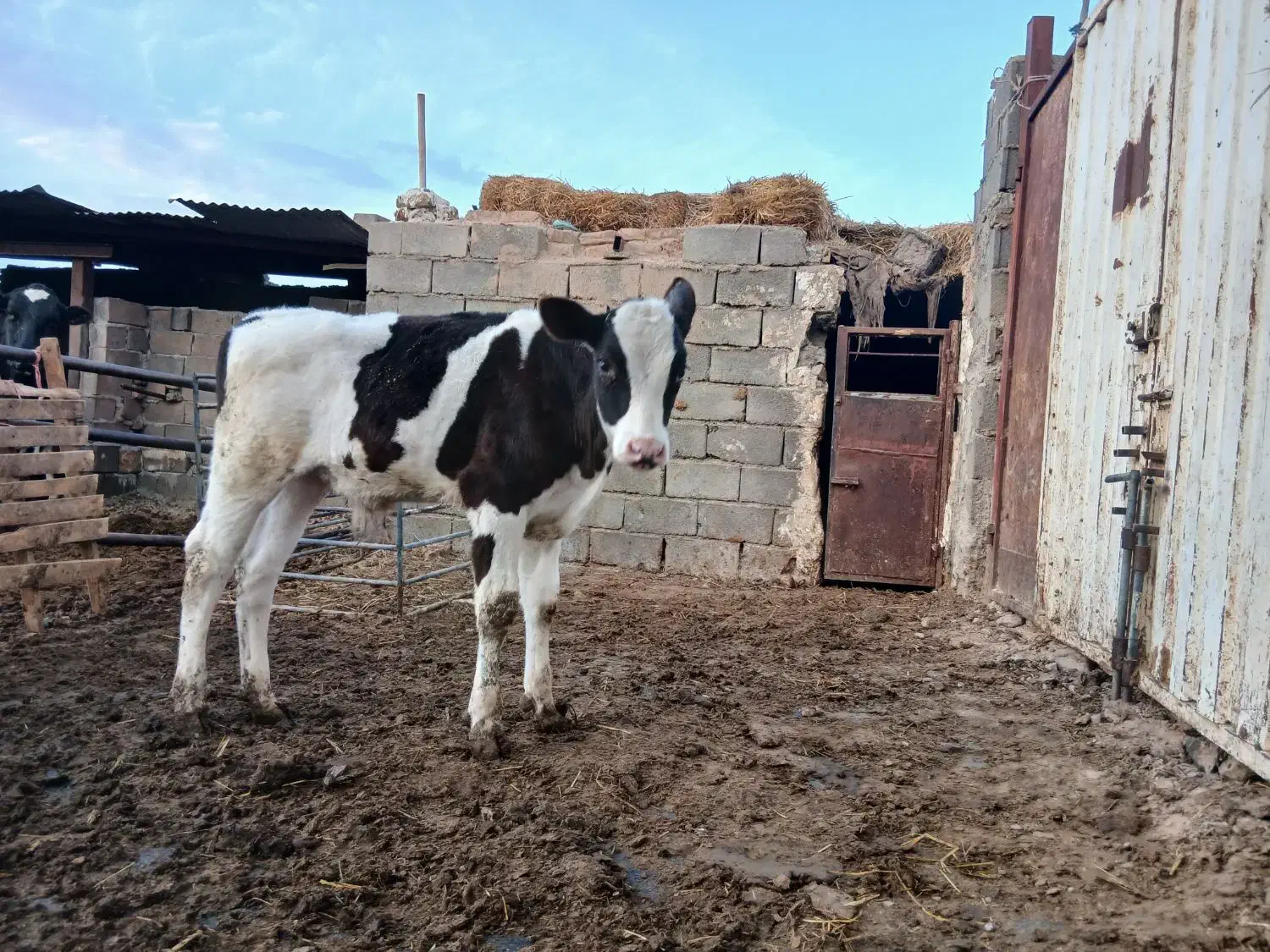 گوساله نر|حیوانات مزرعه|پائین جام, |دیوار