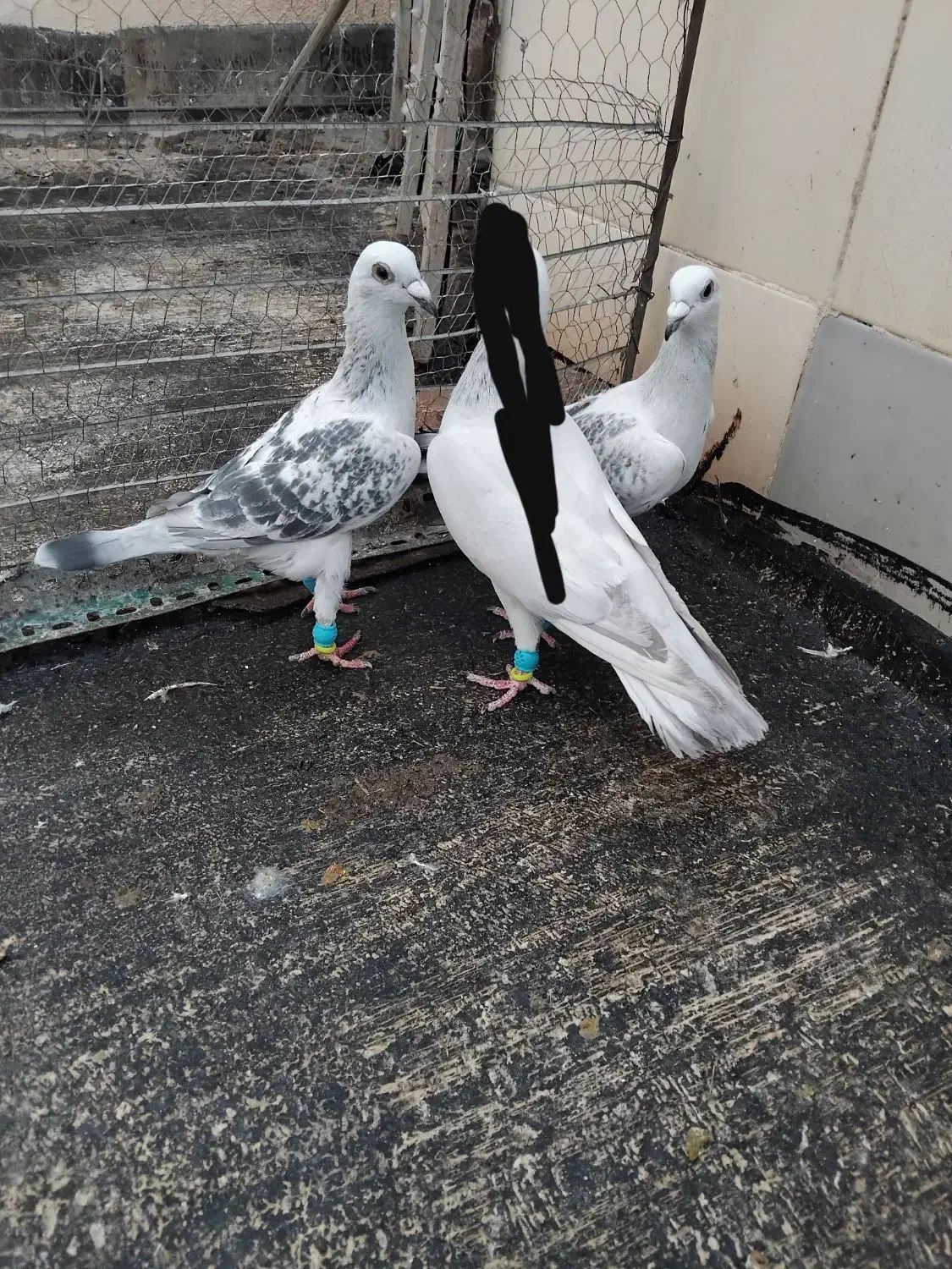 پولکی شامی ۲تا نر|پرنده|تربتحیدریه, ابوذر|دیوار