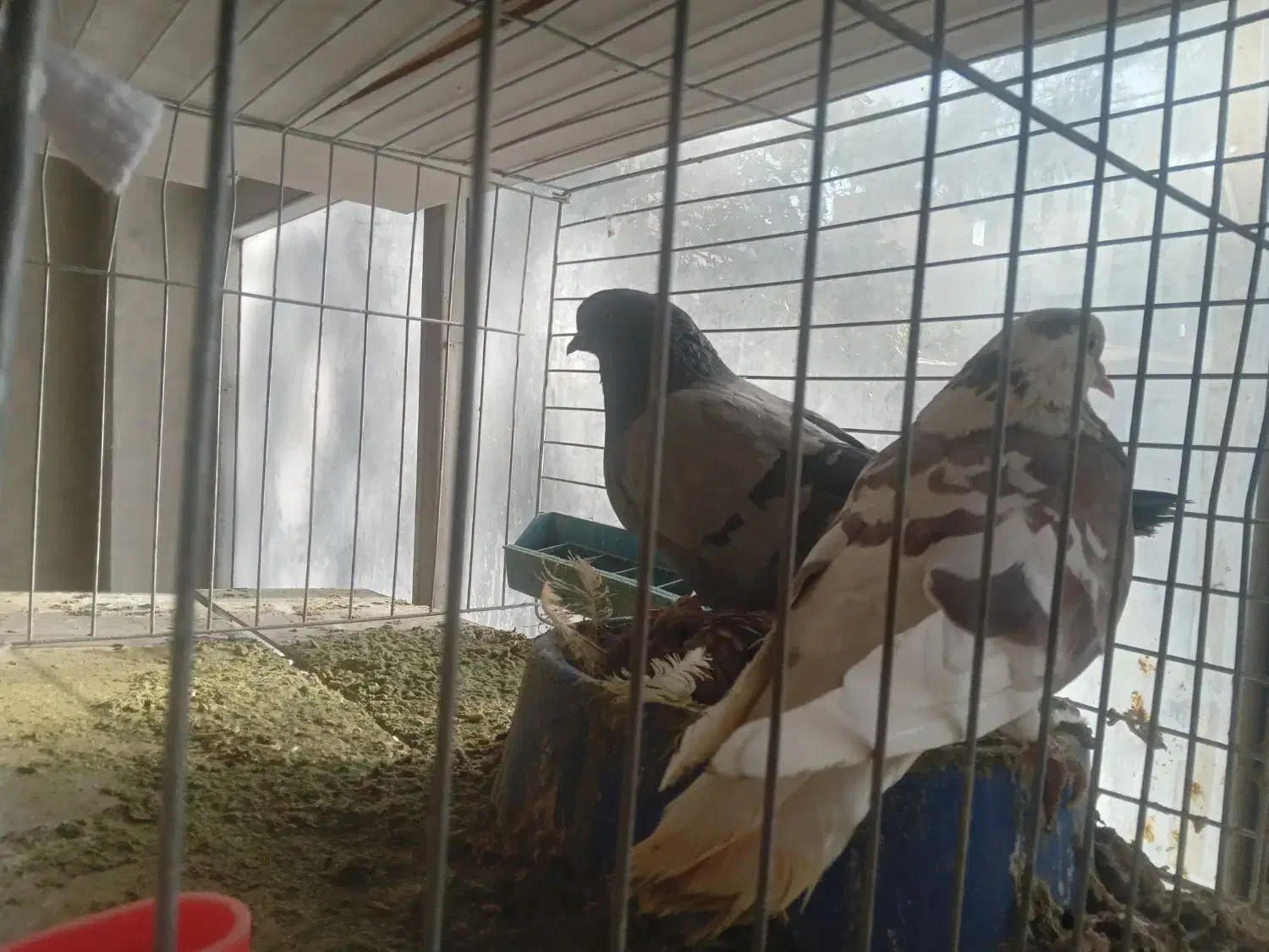 دمگیروتهرونی|پرنده|اصفهان, ارغوانیه|دیوار