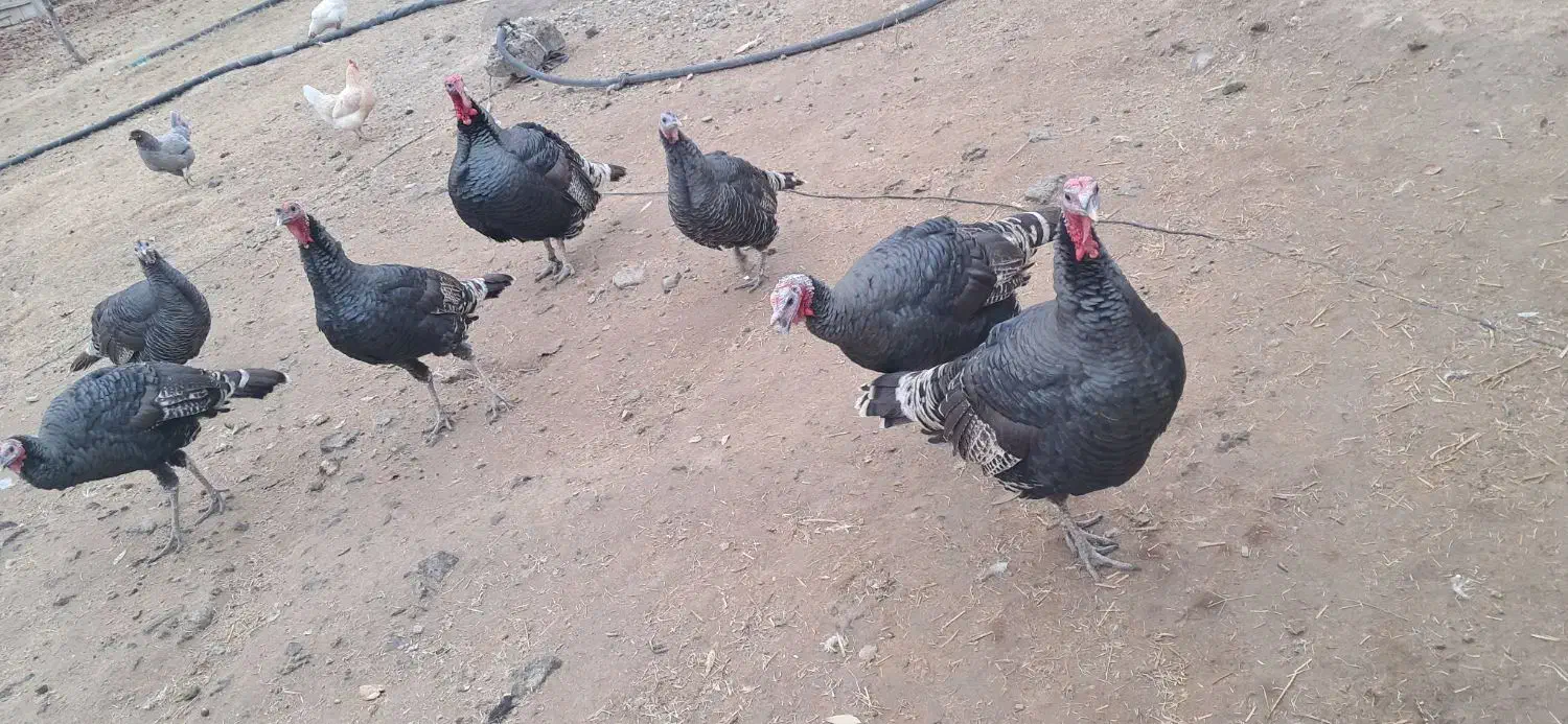 بوقلمون|حیوانات مزرعه|پلدشت, |دیوار