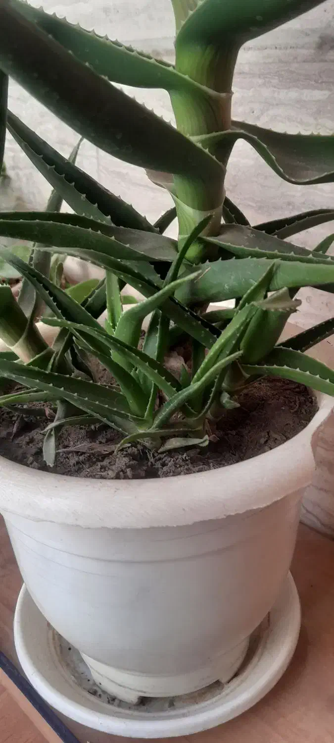 گل شاخ بزی|گل و گیاه طبیعی|مشهد, هنرور|دیوار