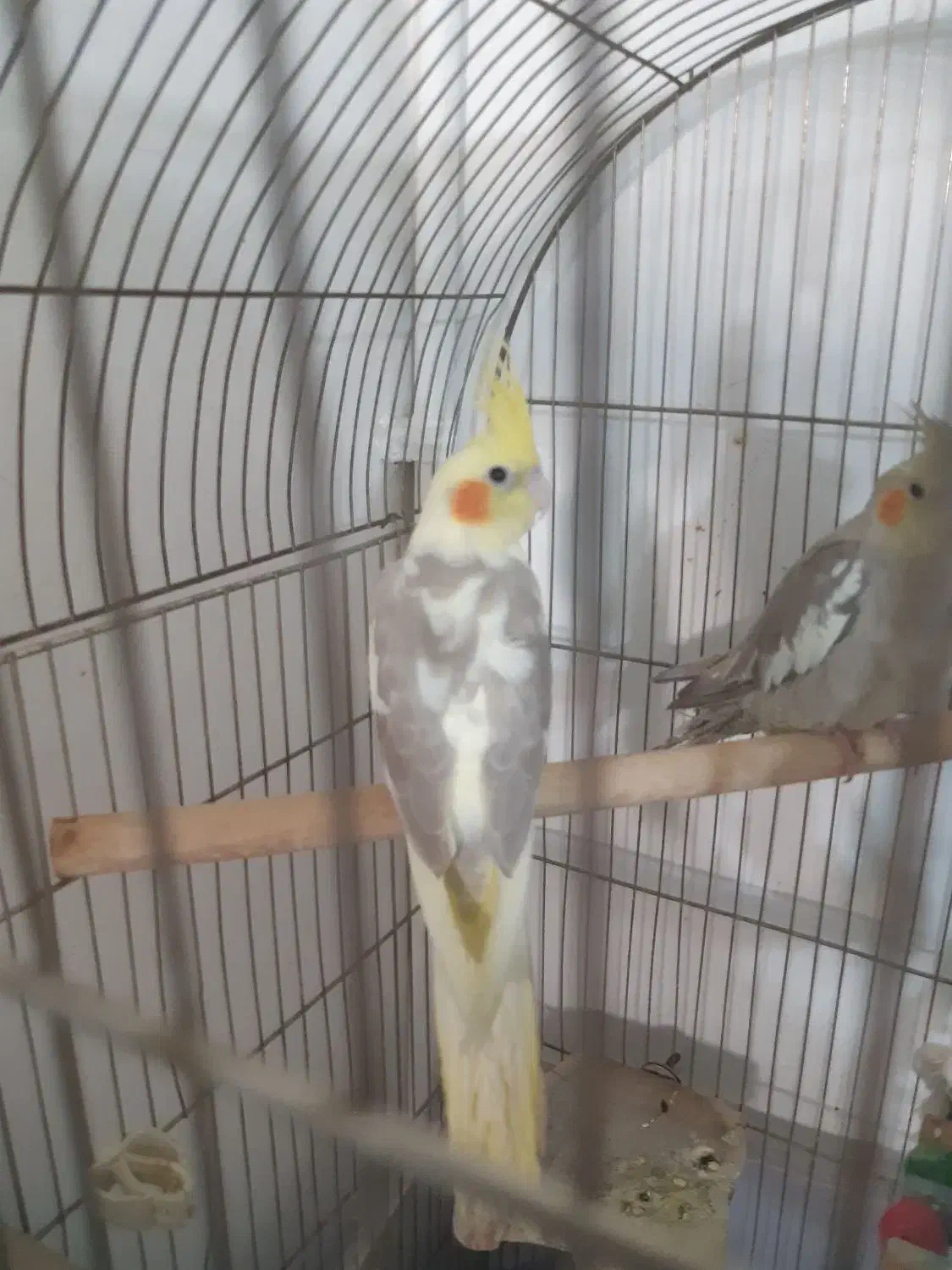 عروس هلندی ابلغ وخاکستری|پرنده|پاکدشت, پاکدشت (مامازند)|دیوار