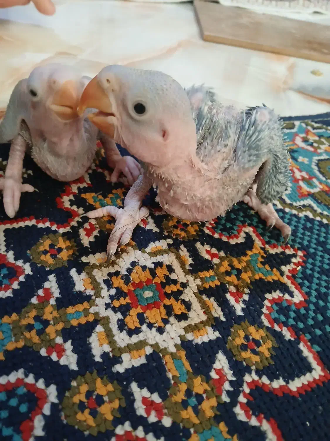 شاه طوطی با جوجه|پرنده|رشت, آب آسیاب|دیوار