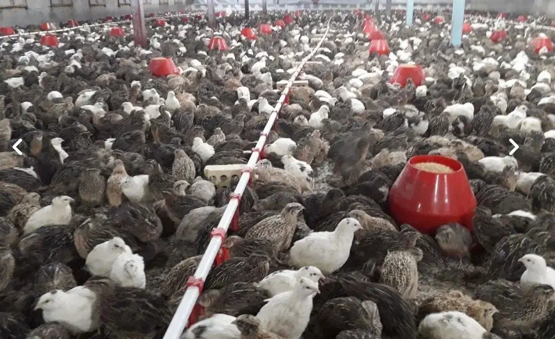 گوشت بلدرچین تازه و بهداشتی با خواص بی نظیر|خوردنی و آشامیدنی|تربت جام, کلالی|دیوار