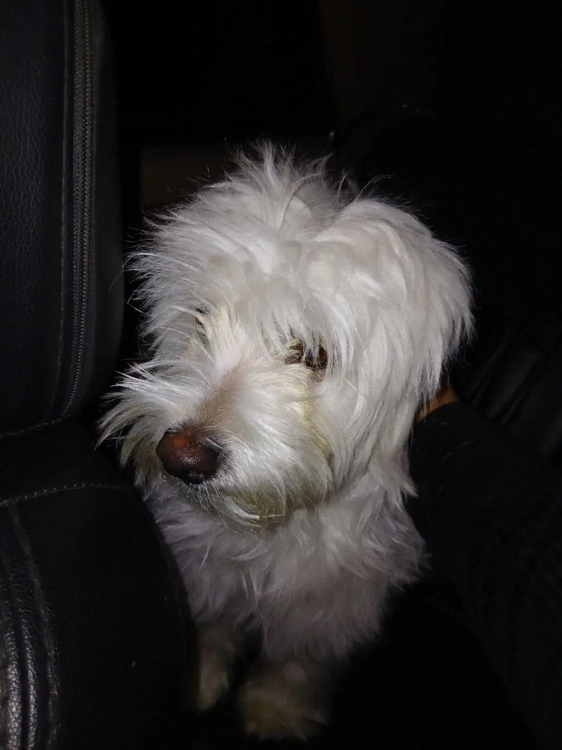 سگ نژاد تریر|سگ|شهریار, شهریار|دیوار