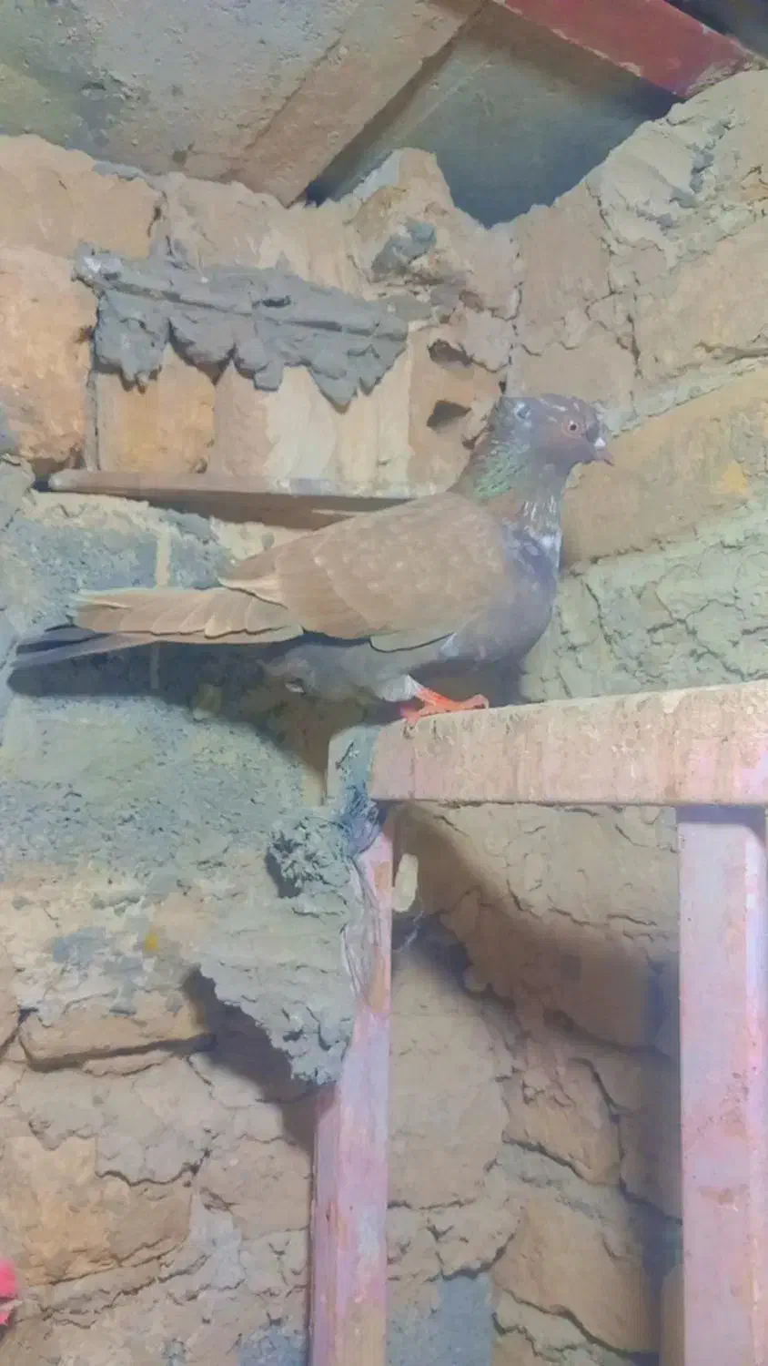 کفتر کبوتر تهرانی|پرنده|گلبهار, شهر جدید گلبهار|دیوار