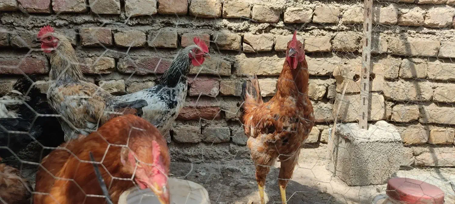 مرغ و خروس جوانه محلی|حیوانات مزرعه|گالیکش, |دیوار