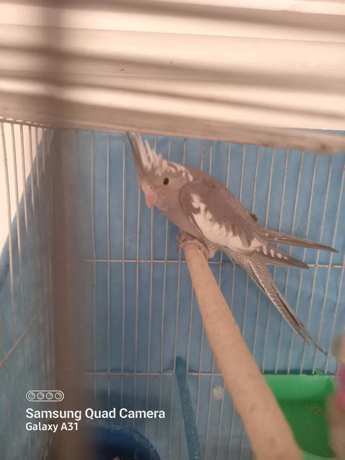 عروس هلندی|پرنده|مشهد, یاس|دیوار