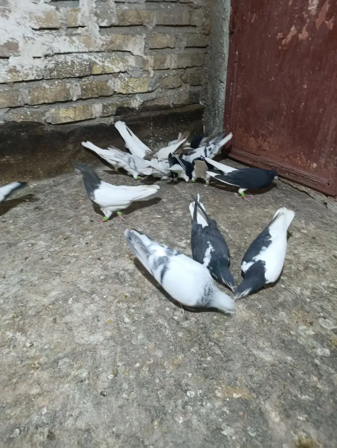 سلام ۱۸تا حیوان پرشی زده خوردی|پرنده|اقبالیه, |دیوار