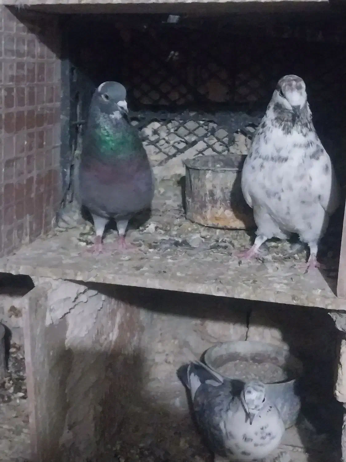 کفتر یا پرنده|پرنده|ساوه, |دیوار