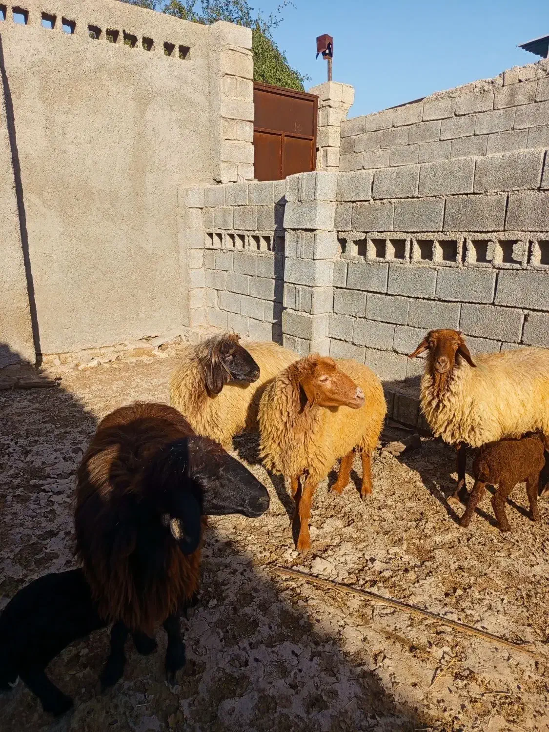 چهار عدد میش فروشی|حیوانات مزرعه|برازجان, |دیوار