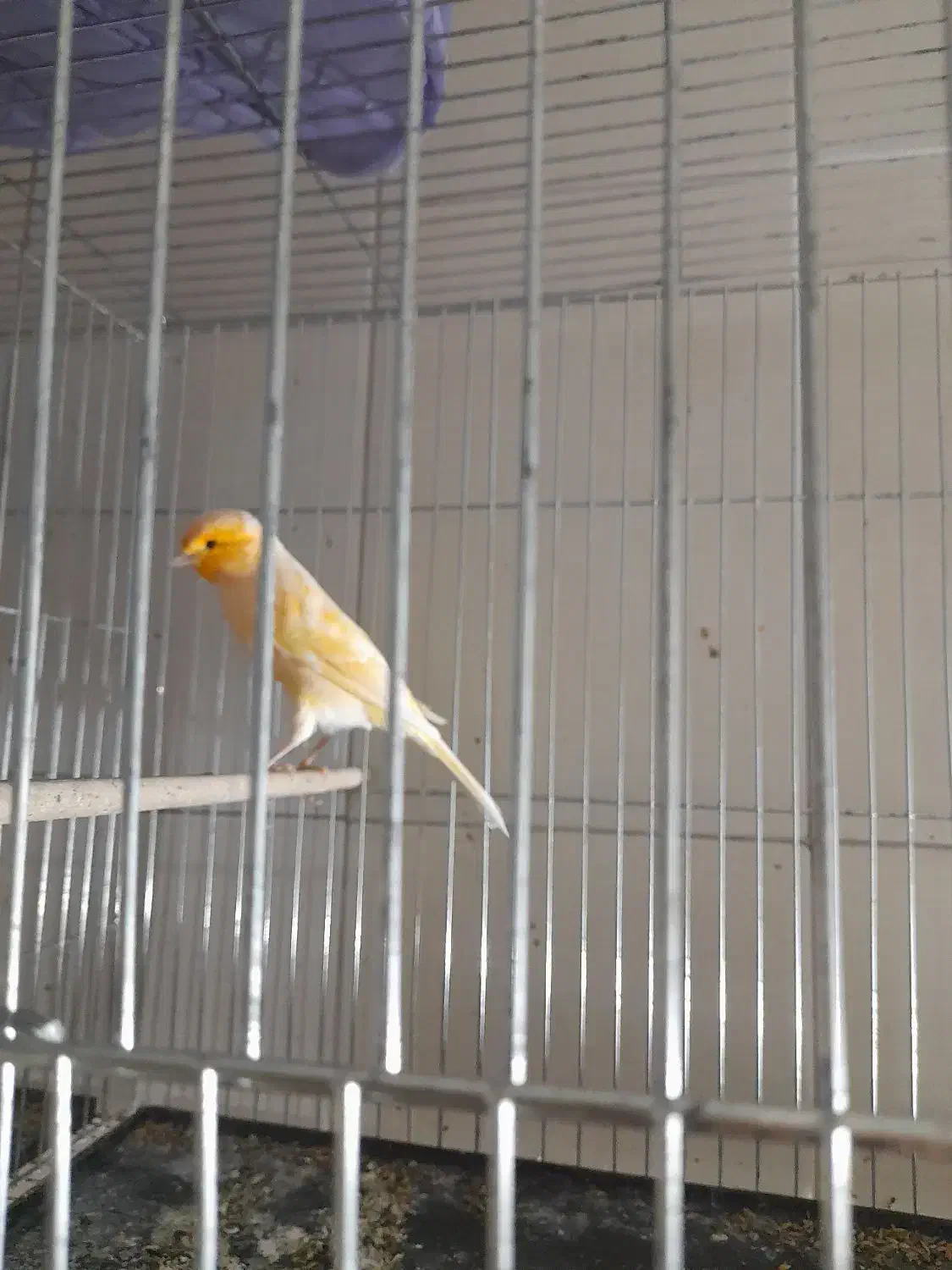 قناری ماده|پرنده|تهران, میرداماد|دیوار