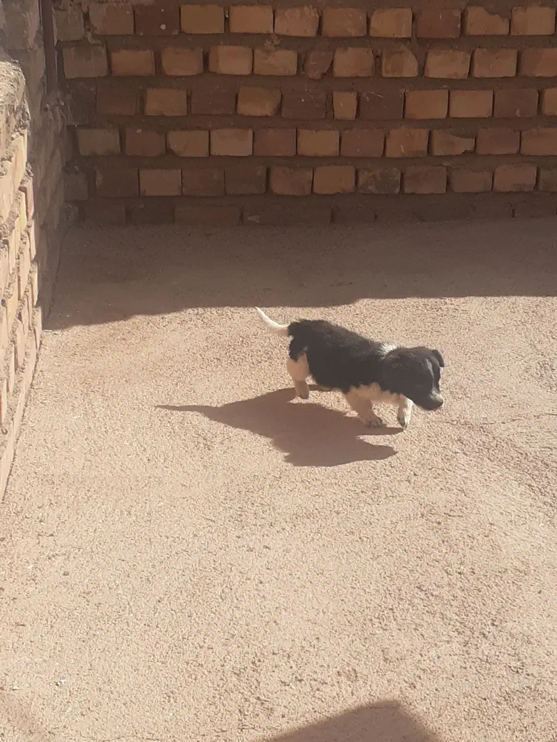 نوع نر|سگ|سبزوار, قصبه شرقی|دیوار