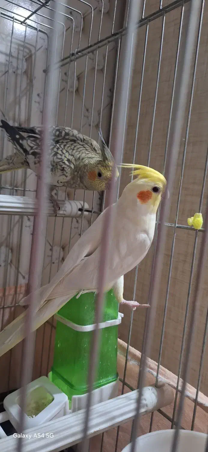 عروس|پرنده|بندر ماهشهر, |دیوار