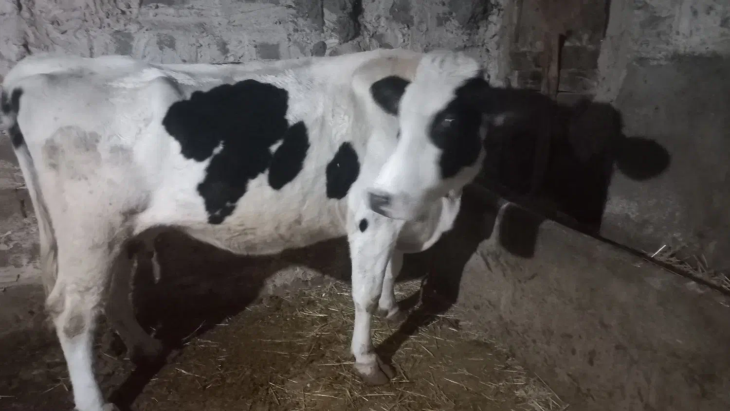 گاو شیری هلشتان|حیوانات مزرعه|اردبیل, |دیوار