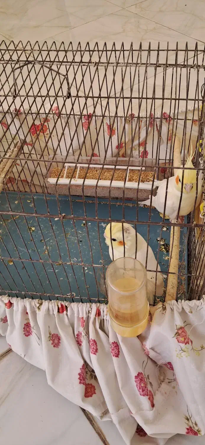 عروس هلندی مولد|پرنده|صدرا-فارس, فاز ۱|دیوار