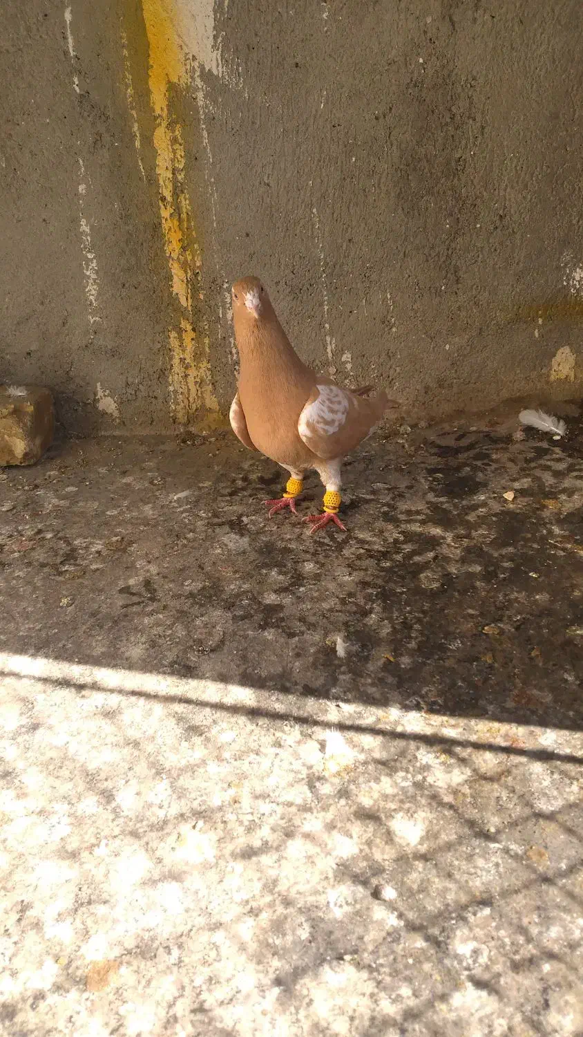 کبوتر|پرنده|دشتابی, |دیوار