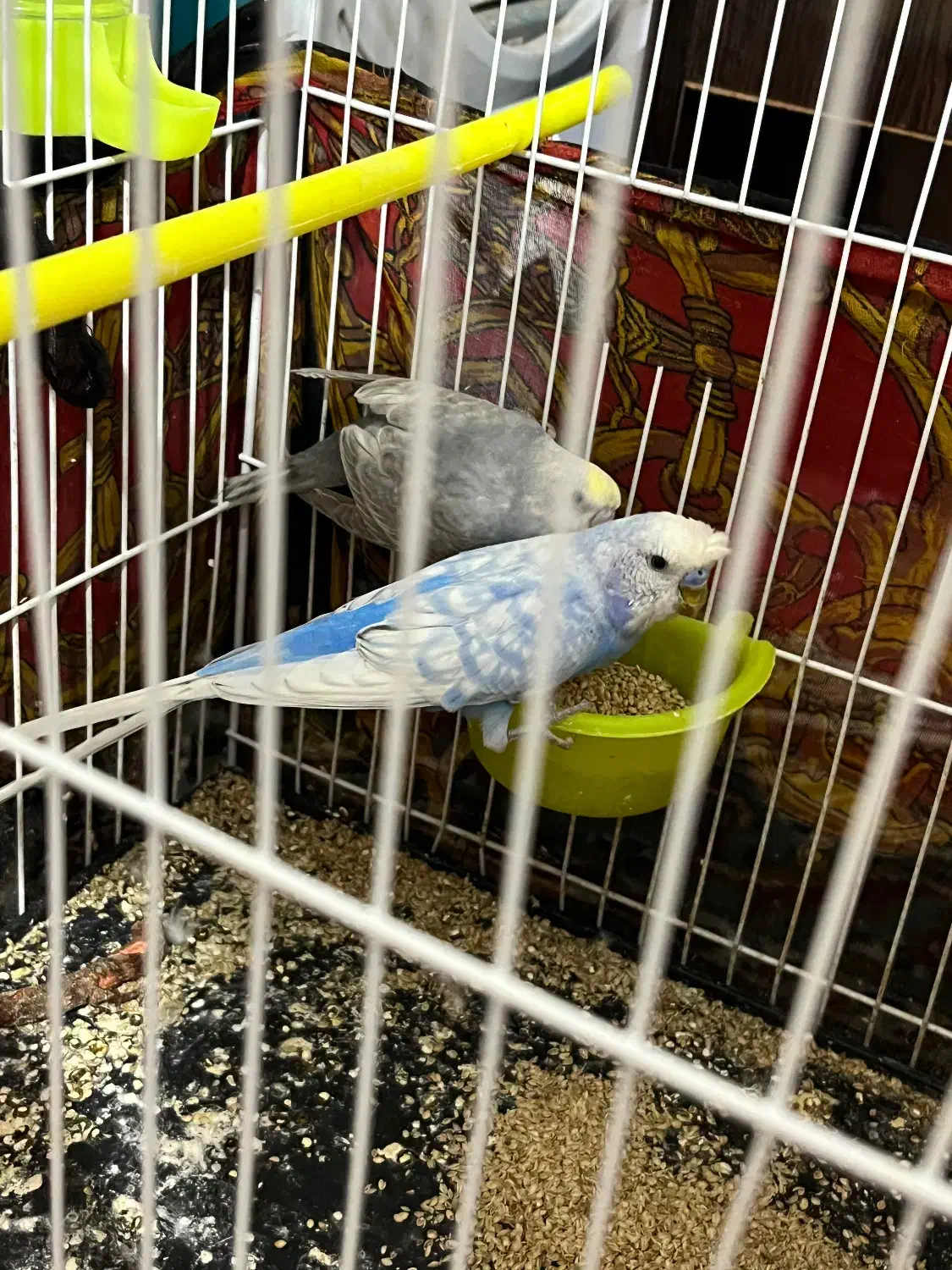 مرغ عشق|پرنده|تربت جام, فاز ۲ فرهنگیان|دیوار