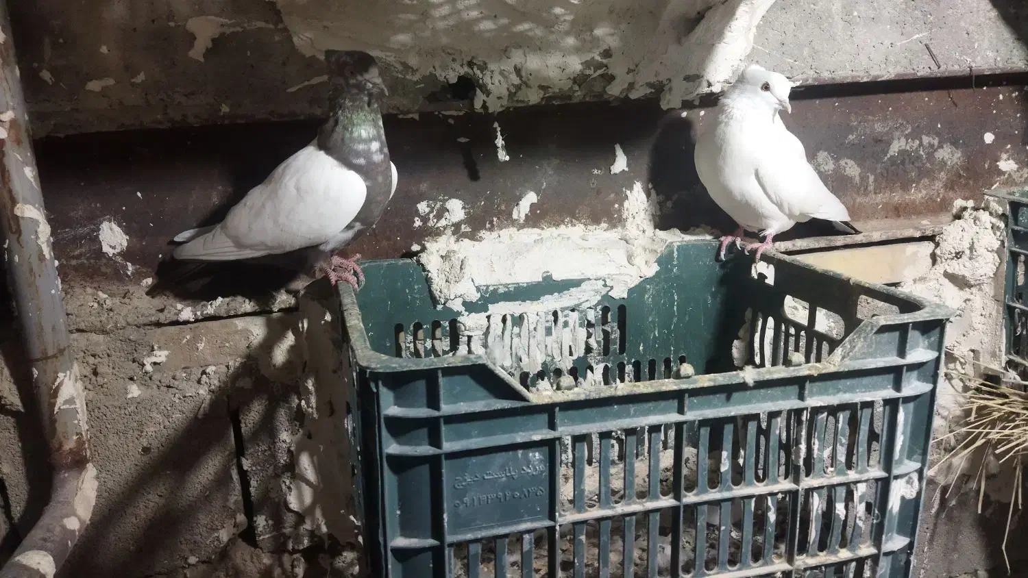 انواع کبوتر فروشی|پرنده|بستان آباد, |دیوار