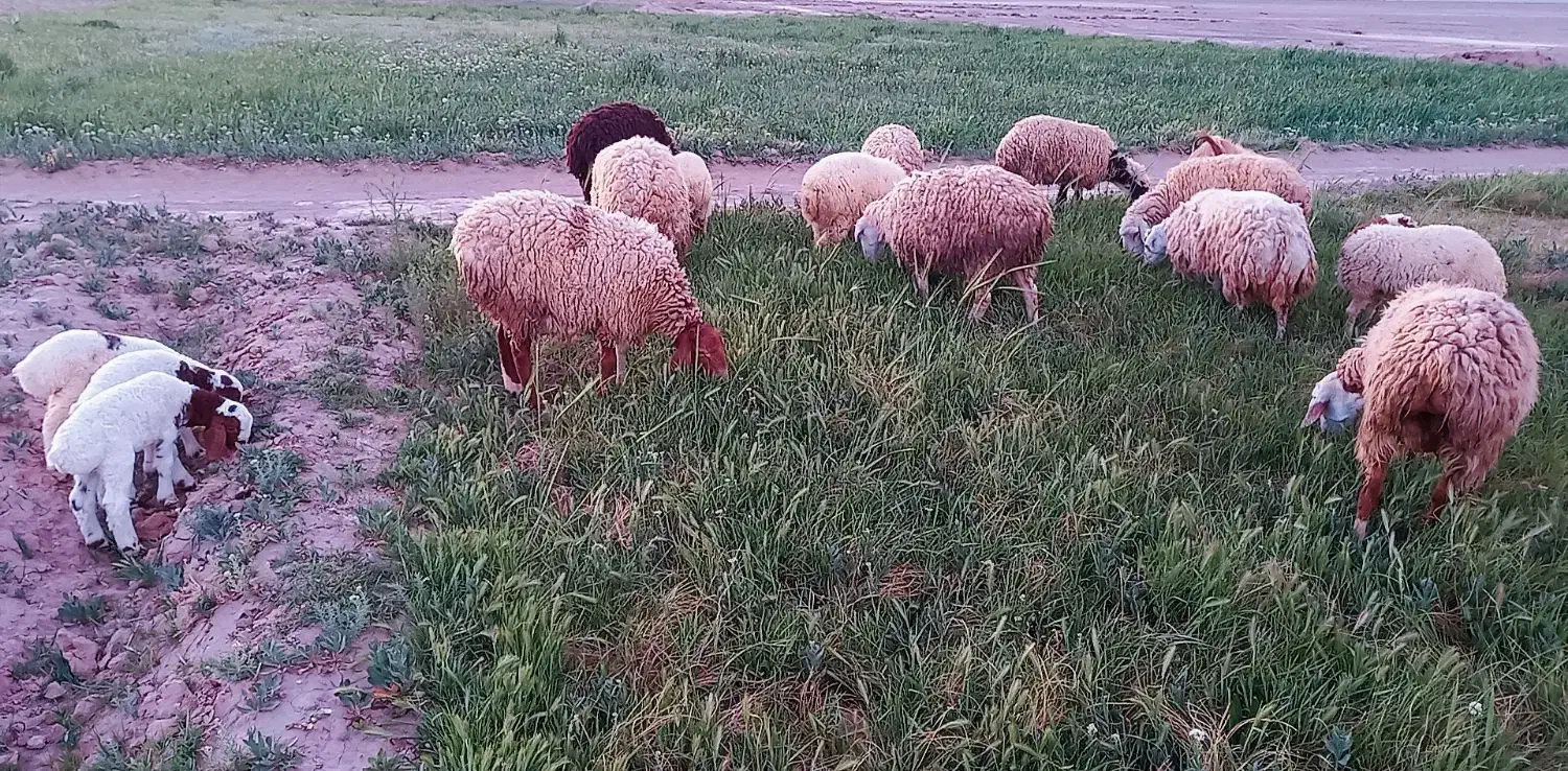 چبش سانن|حیوانات مزرعه|قائن, |دیوار