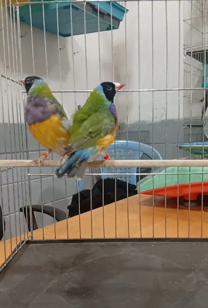 تعدادی گلدین بالغ و جوجه|پرنده|صباشهر, |دیوار